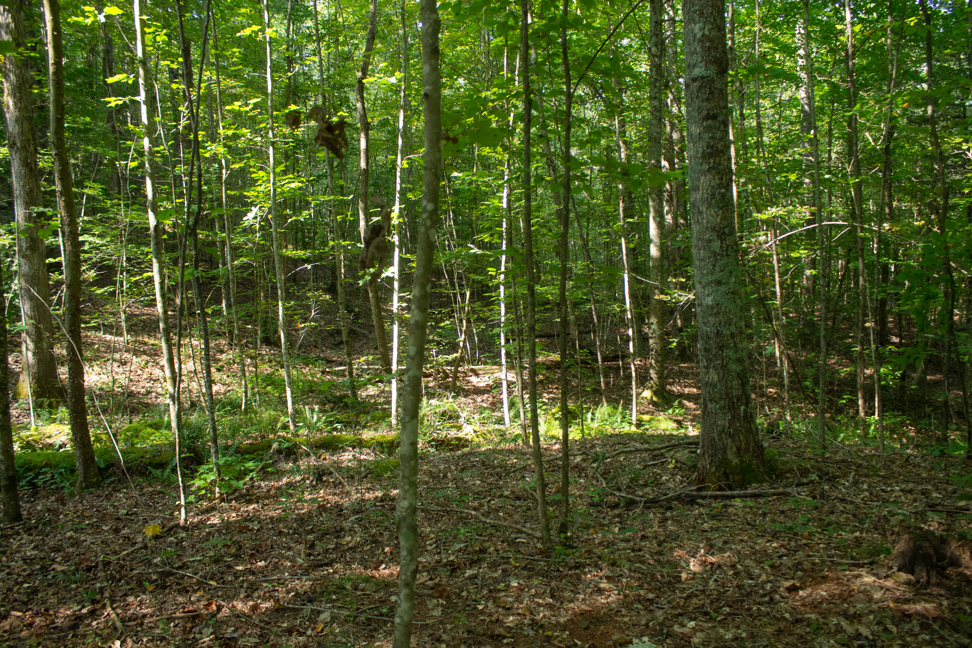 Tract 5 at Blue Grass Ridge in Wayne County, Kentucky