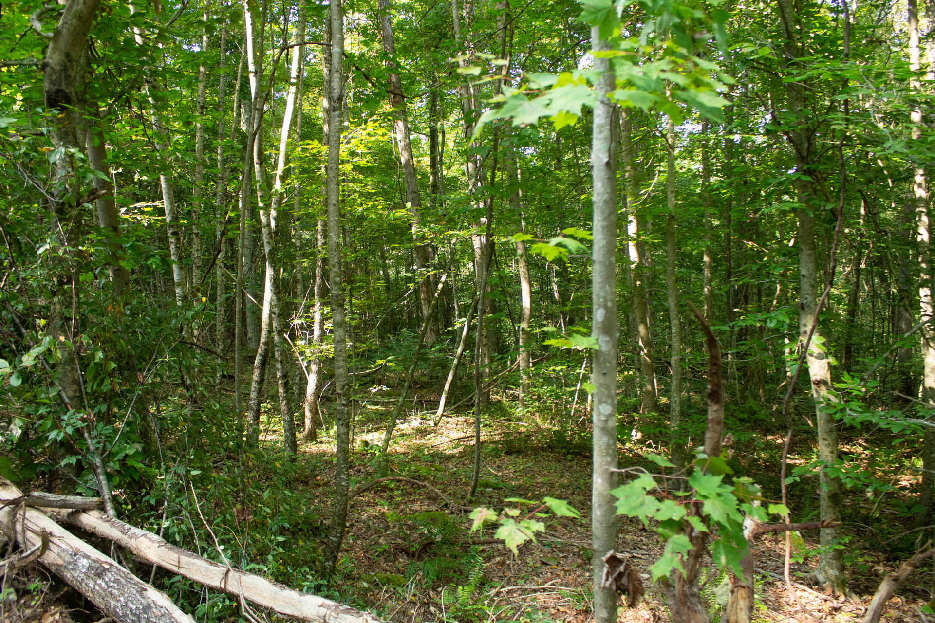 Tract 6 at Blue Grass Ridge in Wayne County, Kentucky