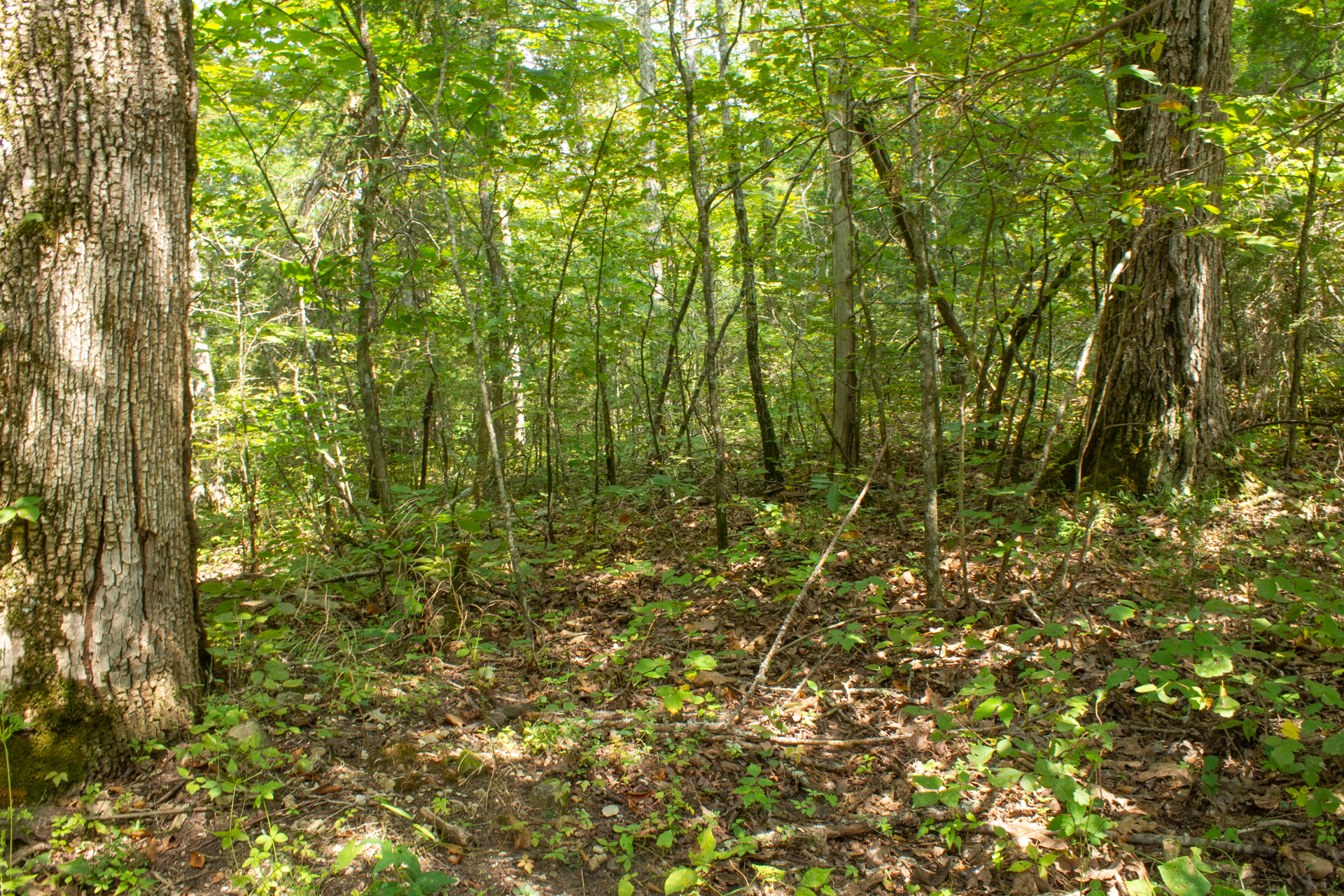 Tract 8 at Blue Grass Ridge in Wayne County, Kentucky