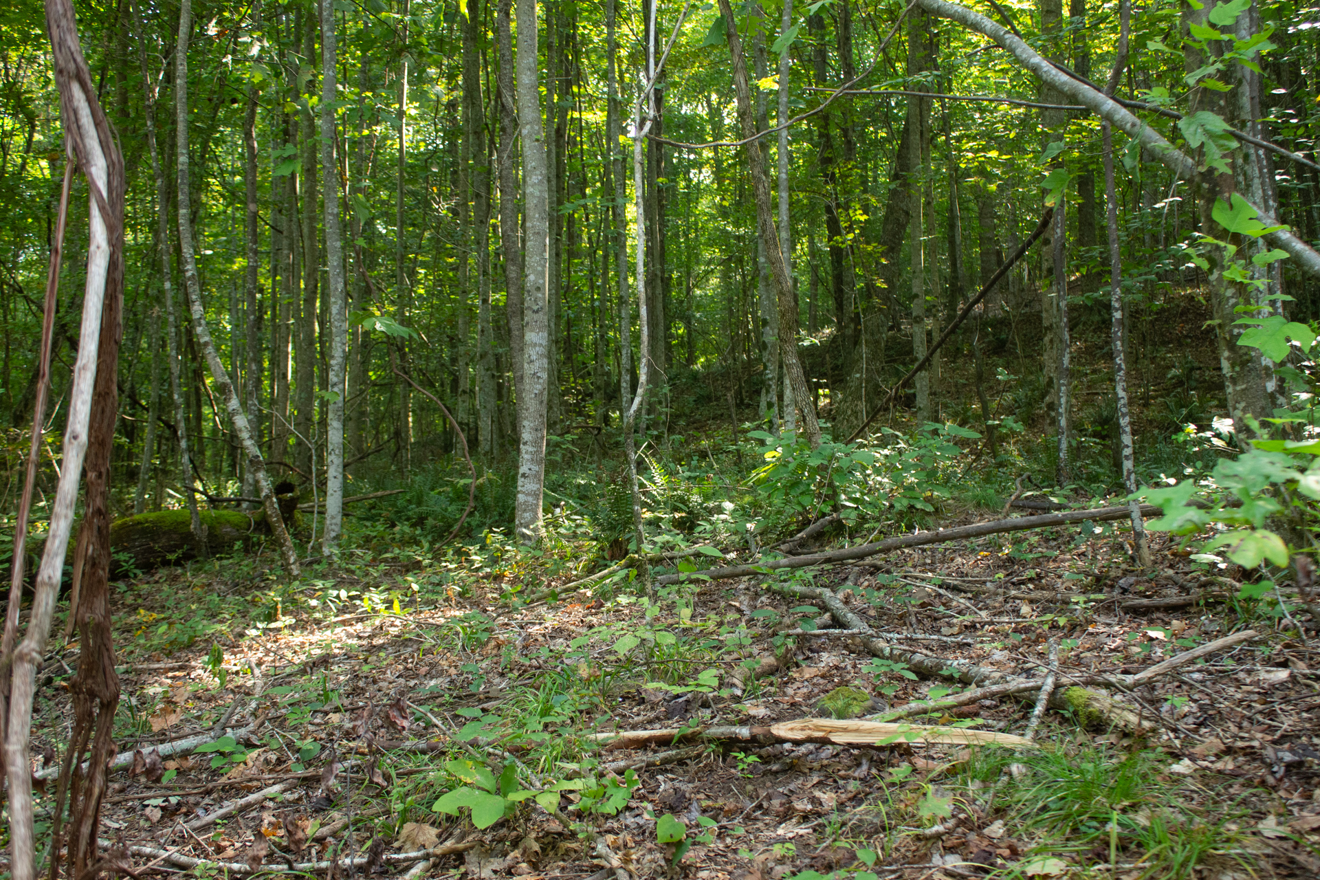 Tract 9 at Blue Grass Ridge in Wayne County, Kentucky