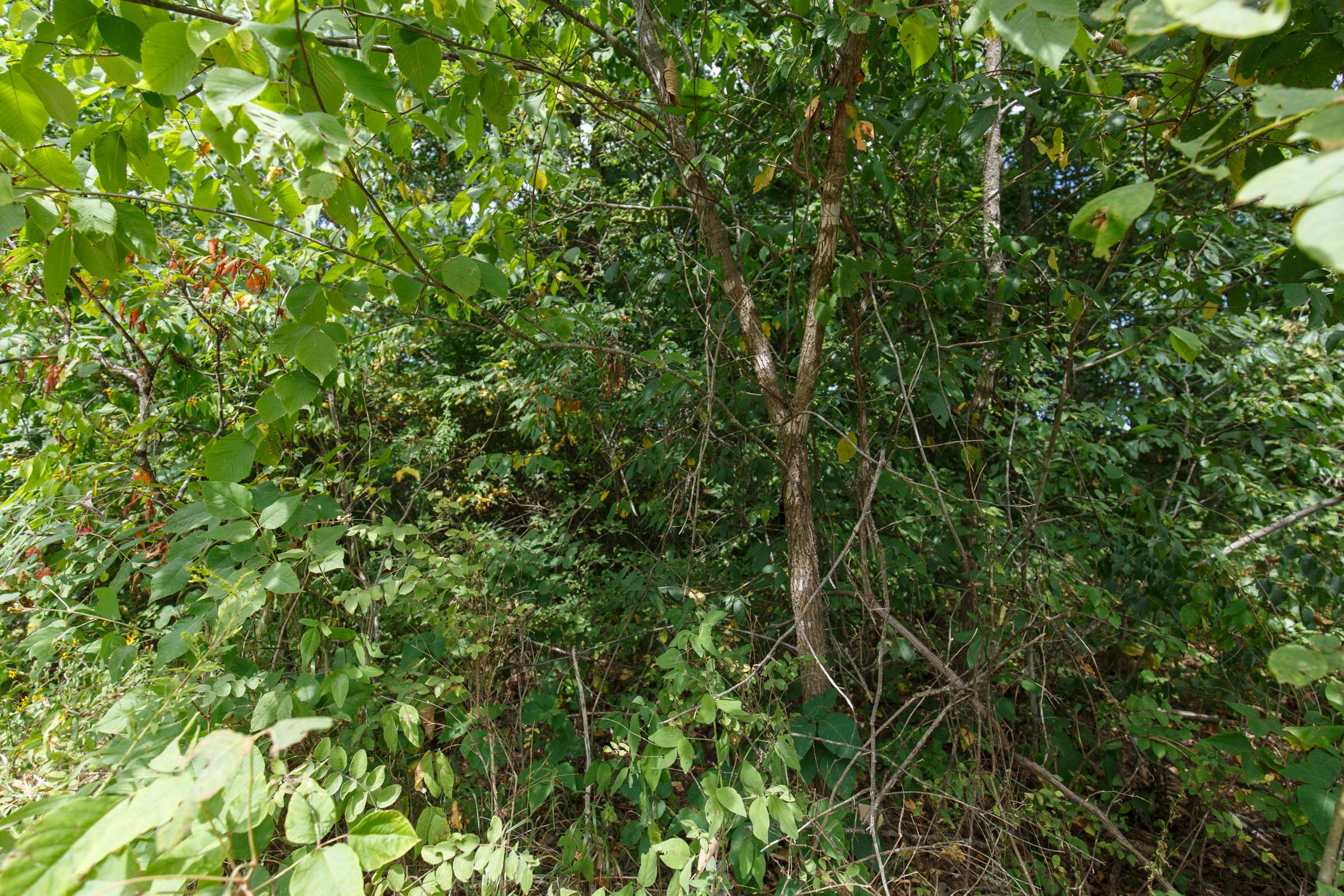 Tract 228 at Springlake in Miller County, Missouri